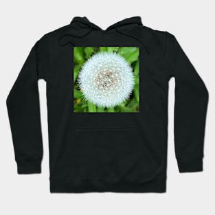 dandelion Hoodie